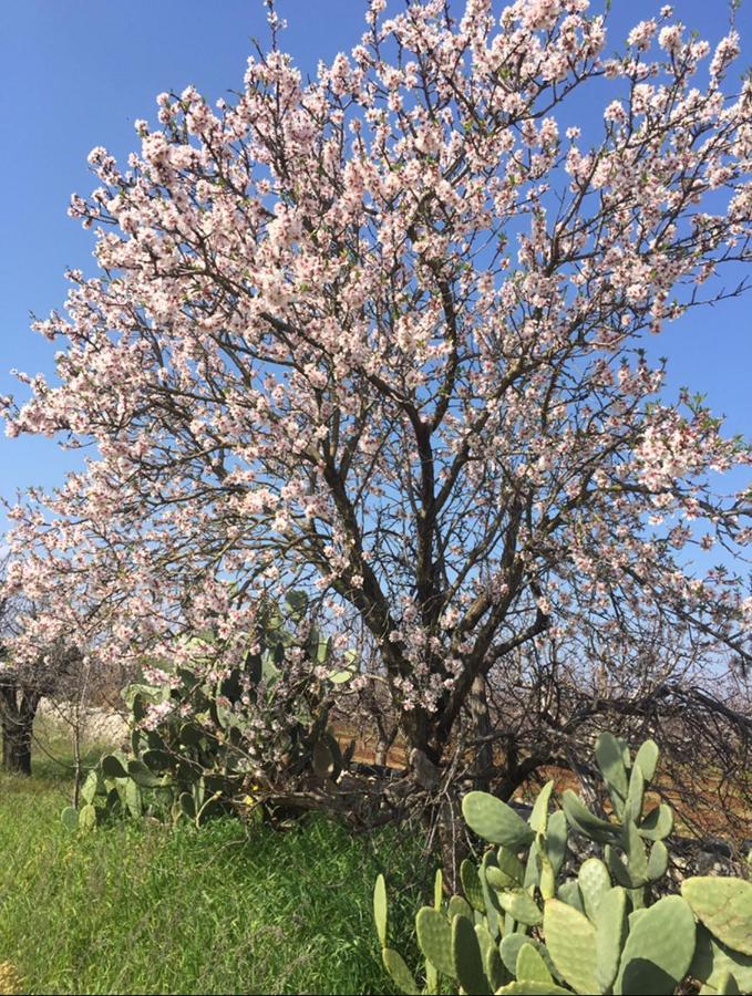 Masseria Elefante Turi Kültér fotó